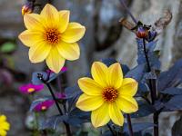 Blumen in einem Park in Flåm